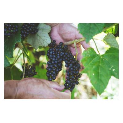 ふるさと納税 恩納村 沖縄山葡萄種リュウキュウガネブ100%ワイン&リキュール【涙Nadaシリーズ】 |  | 03