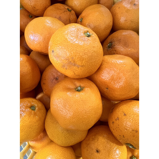 家庭用 大粒有田みかん 10kg (約70個～76個)