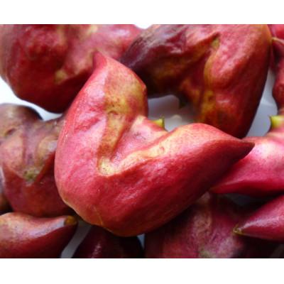 ふるさと納税 久留米市 栽培期間中農薬不使用　自家栽培　彩菱茶(2g×12袋入り) |  | 01