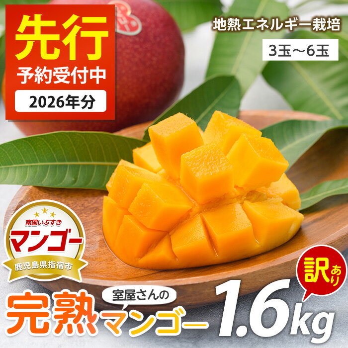 【ふるさと納税】＜先行予約受付中！2026年6月上旬以降順次発送＞＜訳あり・傷などのため規格外品＞室屋さんの完熟指宿産マンゴー(3玉〜6玉入・約1.6kg) 訳アリ マンゴー フルーツ 果物 デザート スイーツ 家庭用 自宅用 スムージー ヨーグルト【中園久太郎商店】