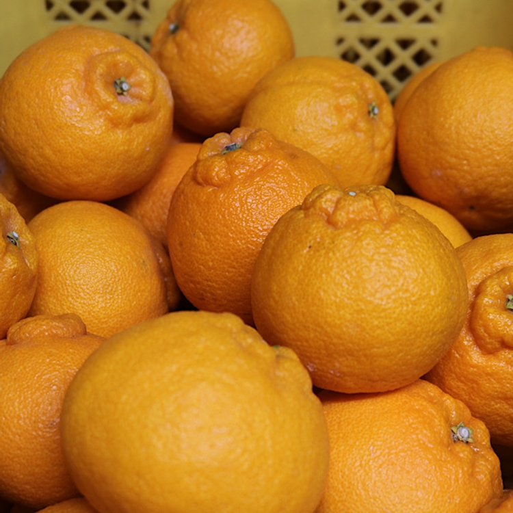 和歌山産　不知火 約3kg【家庭用】 ※2026年2月上旬～4月下旬頃より順次発送予定