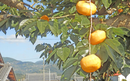  【お試し用】吊るし柿用たねなし渋柿（T字枝または吊るしクリップ付）1.5～2ｋｇ（9～12玉）Ted【art017】 