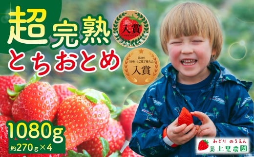 【先行受付：2月以降発送】いちご 「茂木完熟いちご」　美土里農園の朝採れ とちおとめ レギュラーサイズ 約270g×4パック 合計 約1080g | いちご イチゴ 苺  とちおとめ 完熟 甘い あまい 入賞 果物 フルーツ くだもの 旬 産地直送 栃木県産 美土里農園 栃木県 茂木町