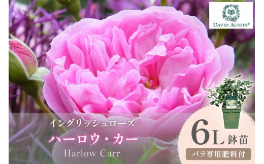 【イングリッシュローズ】デビッド・オースチン ハーロウ・カー 6L鉢苗（バラ専用肥料付）【025D-046】