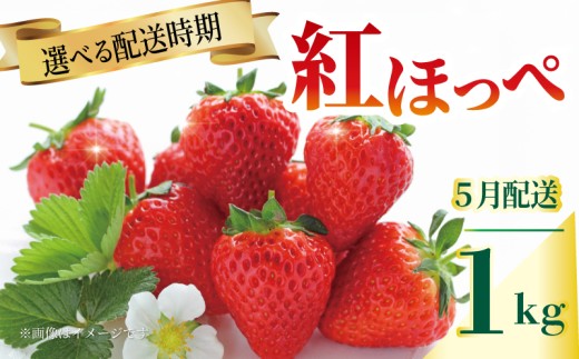 いちご 紅ほっぺ 苺 約1kg 果物 フルーツ くだもの イチゴ ジューシー 果汁 果実 ケーキ ジュース ゼリー アイス ジャム デザート スイーツ ふるさと納税いちご ふるさと納税フルーツ 国産 香川県 丸亀市 発送期間：5月
