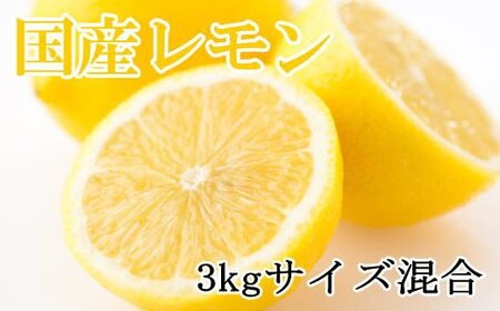 レモン 和歌山産 約3kg（サイズ混合）★2026年3月中旬～2026年5月中旬頃順次発送【tec504A】