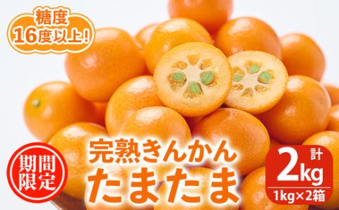 ＜先行予約受付中！2026年2月～3月中旬頃に発送＞完熟きんかん「たまたま」(約2kg・1kg×2箱)果物 フルーツ 金柑 柑橘 期間限定【NK010】【宮崎県農業協同組合　高千穂地区本部】