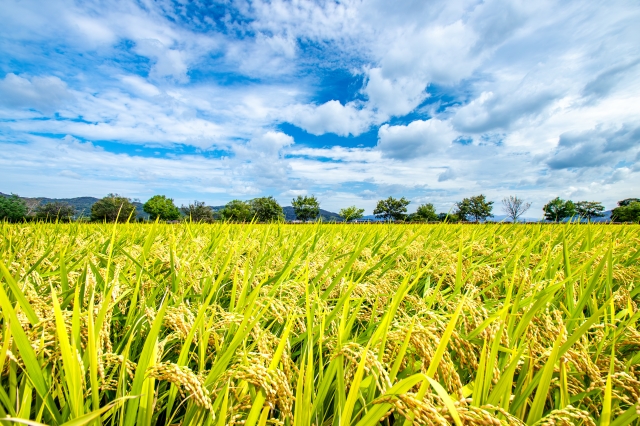 【2025年5月前半発送】米 食べ比べセット10kg（はれわたり・まっしぐら 各5kg）精米【青森 五所川原】