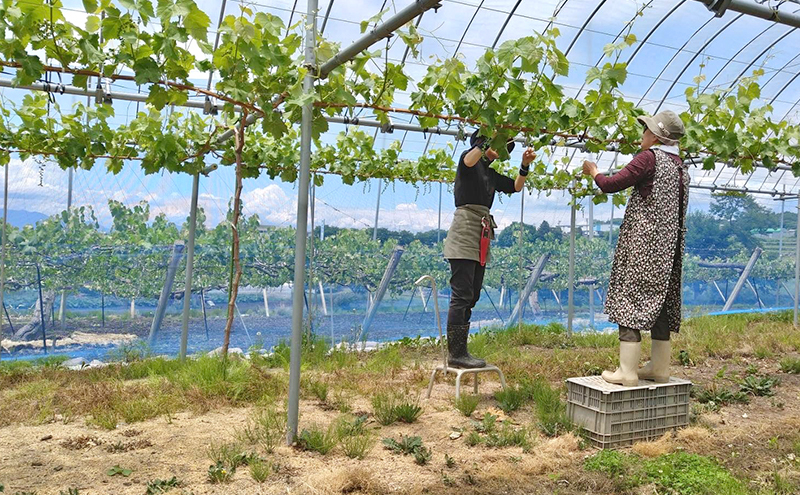 【先行予約／2025年10月発送】シャインマスカット約2kg 3～4房 重量保証 信州 小諸 果物 フルーツ ぶどう ブドウ 種無し 甘い 完熟 季節限定 贈答用 大粒 産地直送 新鮮 お取り寄せ こ