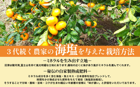 由良 みかん 海塩を与えて栽培 予約受付 10月中旬 順次発送 訳あり みかん 由良 計 3kg 傷み補償分 200g 含む 蜜柑 柑橘 オレンジ 果物 フルーツ 沼津市 静岡県