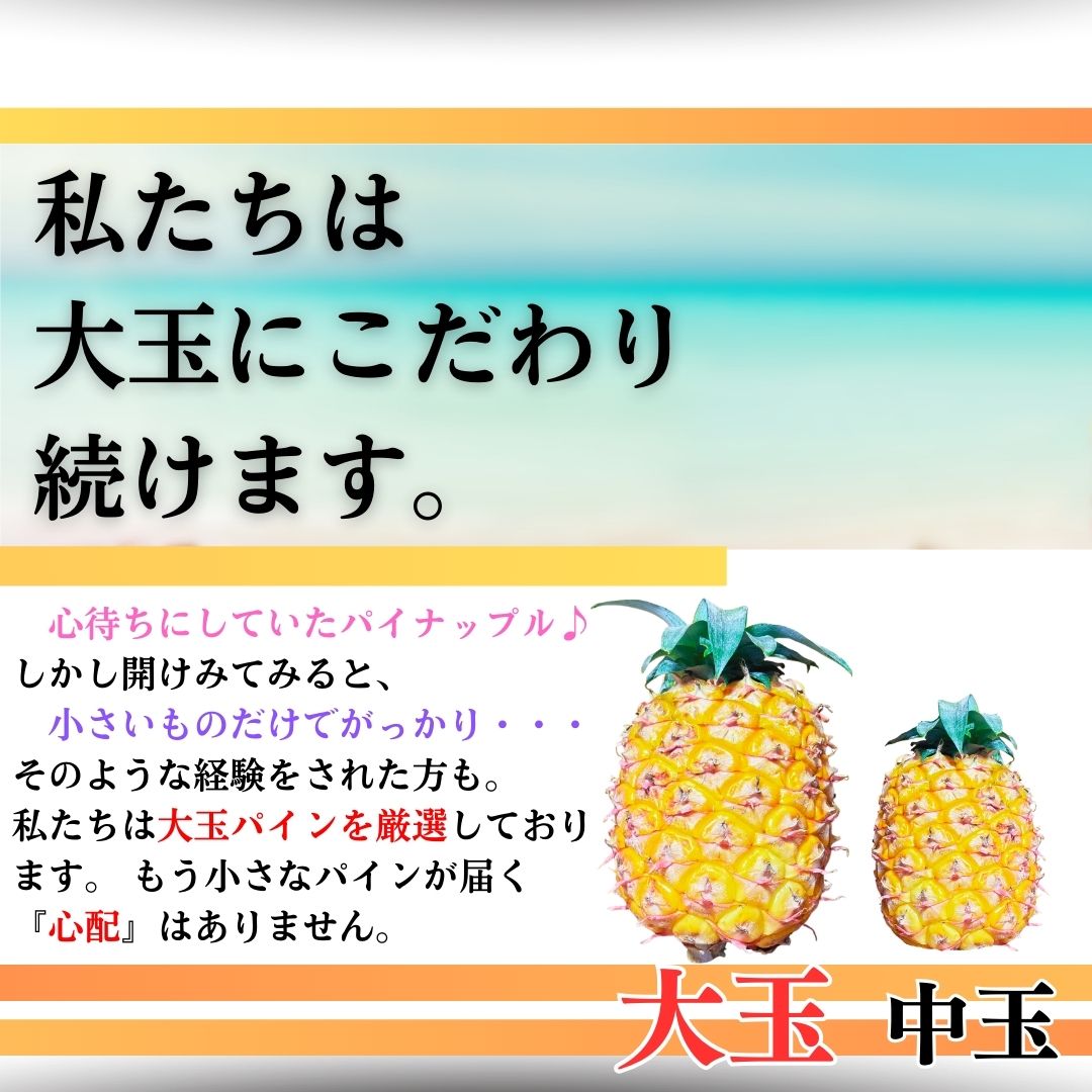 【先行予約】夏実パイン（ハワイ種）大玉3個 計3.9kg 《6月上旬より順次発送》SI-48-1