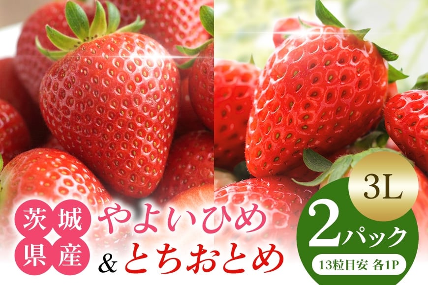 
            やよいひめ＆とちおとめ食べ比べセット3L いちご 苺 イチゴ フルーツ 果物 ください 茨城県 石岡市 A13-008
          