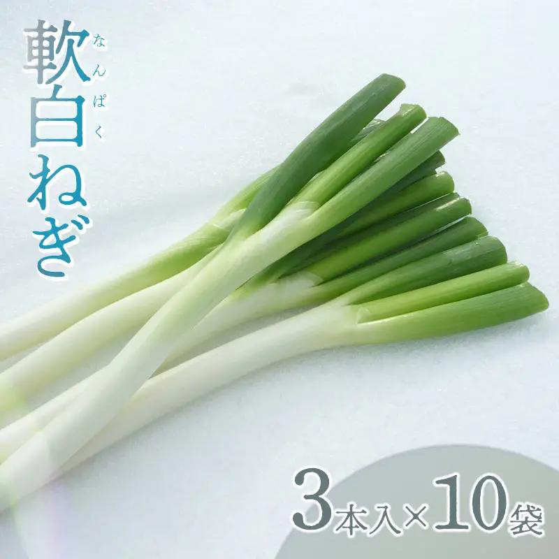 軟白ネギ 1箱(3本入り×10袋) 【令和8年12月より発送】 山形県鶴岡市産 鶴岡協同ファーム