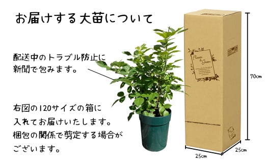 <色が選べる♪>花巻温泉バラ園で育った「バラ大苗」7号サイズ -赤-　【1663】