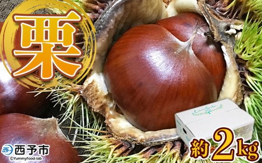 【先行予約】＜栗 約2kg（2Lまたは3Lサイズ）愛媛県西予市産＞ クリ くり 果物 フルーツ マロン モンブラン 栗ご飯 栗きんとん 栗の甘露煮 特産品 国産 秋の味覚 食べて応援 宇都宮物産 愛媛県 西予市【冷蔵】『2026年9月上旬～10月中旬迄に順次出荷予定』