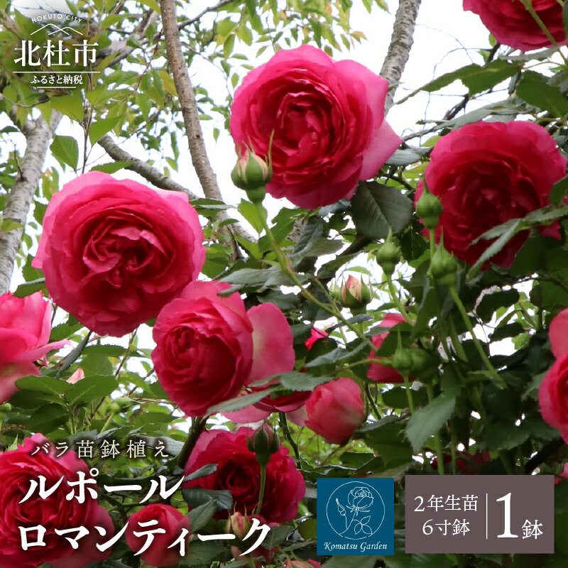 【ふるさと納税】 バラ 苗 1鉢 弱い返り咲き 鉢植え 花 ルポールロマンティーク 6寸鉢 2年生苗 ガーデニング 初心者 母の日 父の日 送料無料