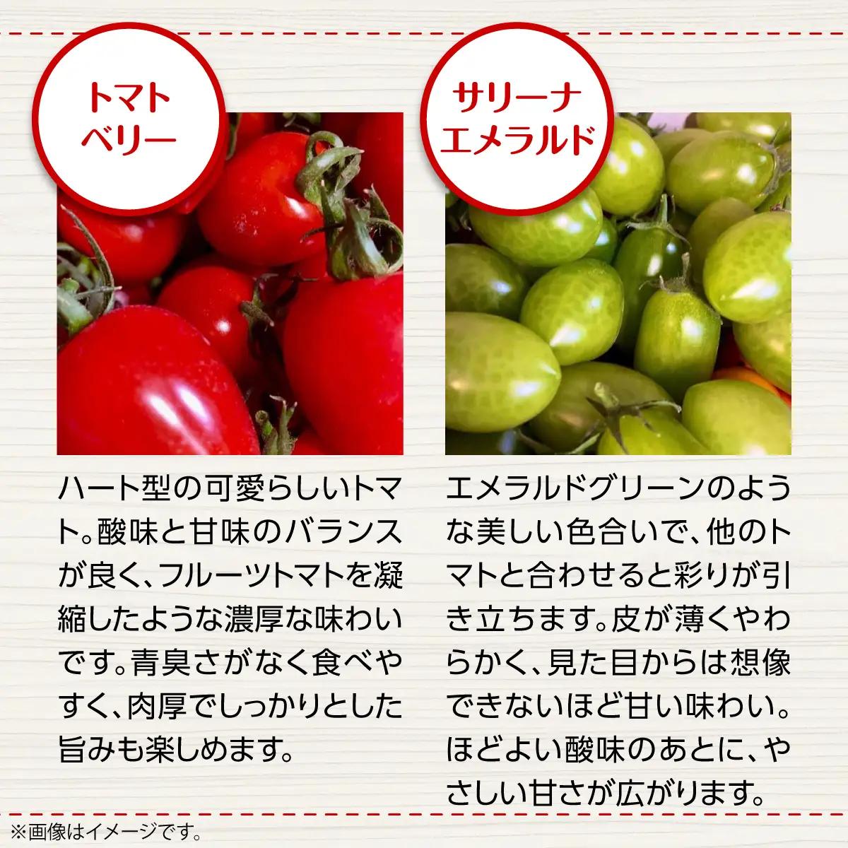 【ふるなびWEEK対象】＜2026年7月上旬よりお届け＞カラフルミニトマト約2.7kg 【農園直送】北海道壮瞥産 SBTO004