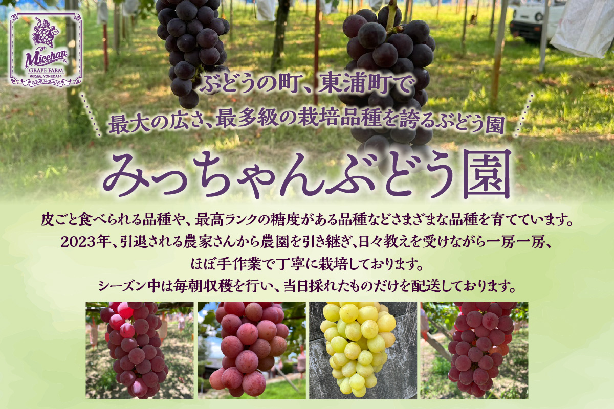 東浦町産 ぶどうMIX・約2kg｜ぶどう フルーツ 東浦町