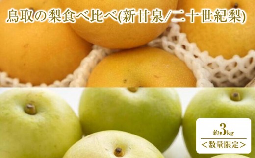 
                  ＜数量限定＞＜2026年8月下旬以降順次発送予定＞鳥取の梨食べ比べ(新甘泉/二十世紀梨・計約3kg) 【鳥取県 境港市】
                