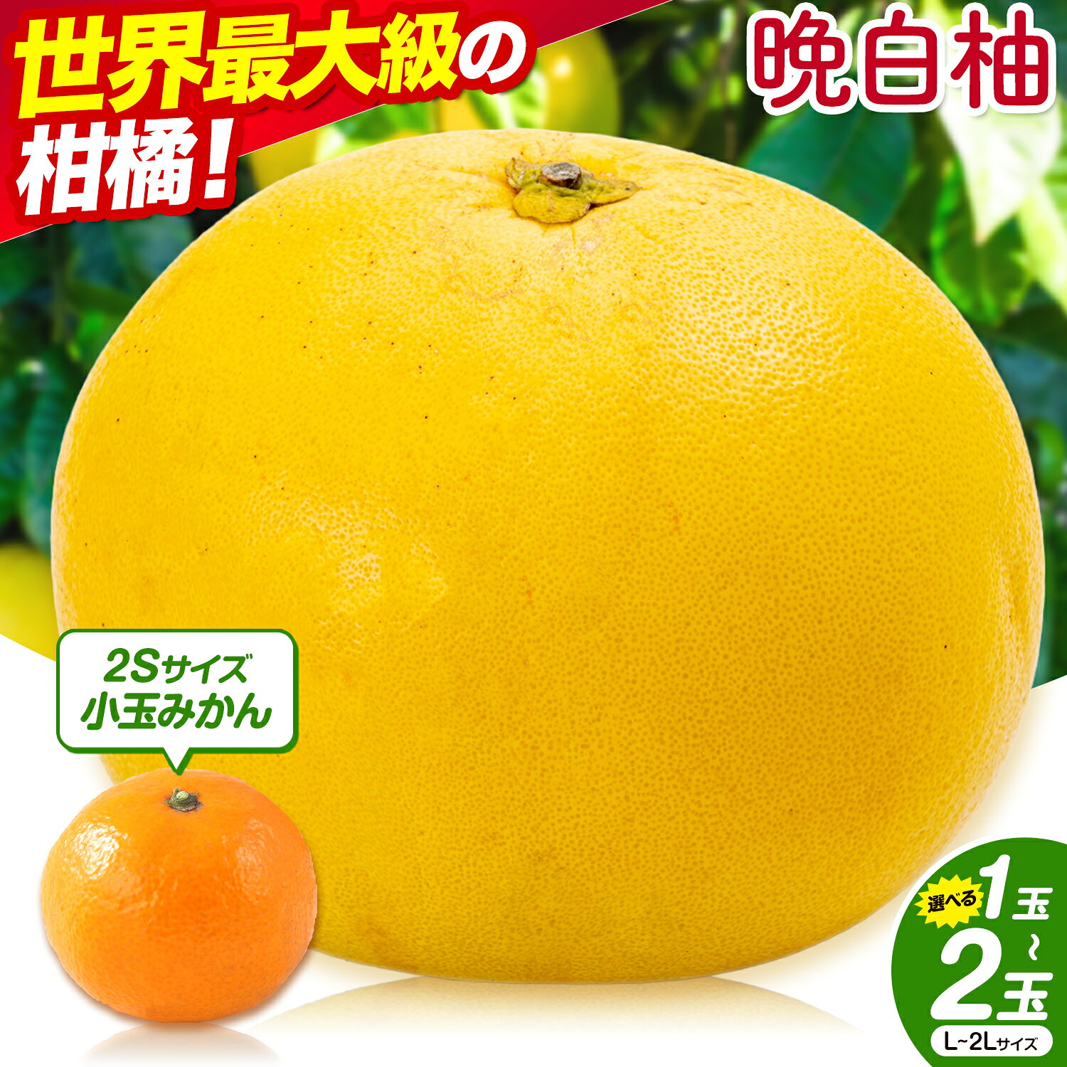 【ふるさと納税】晩白柚 選べる 1玉 2玉 Lサイズ 2Lサイズ ばんぺいゆ 熊本《12月上旬-1月末頃出荷》熊本県 氷川町 果物 フルーツ 熊本県産 晩白柚 ばんぺいゆ