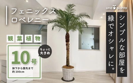 観葉植物 フェニックスロベレニー ロベ 10号（鉢下から葉先まで約H200cm） / 観葉植物 観葉植物 観葉植物 観葉植物 観葉植物 