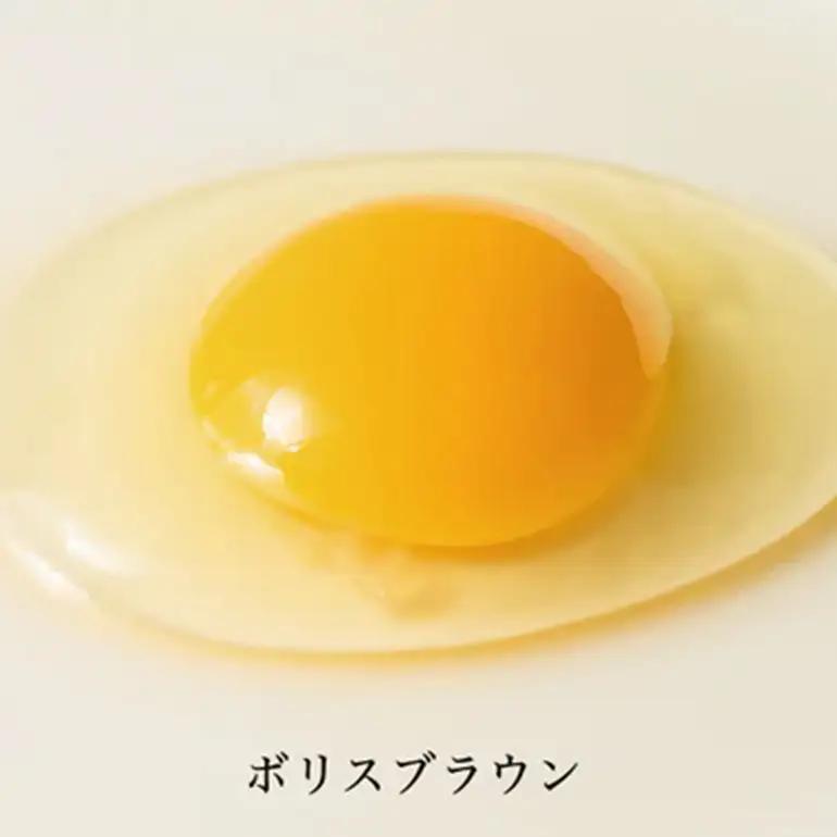 はっこう卵 3種 食べ比べ MS~L サイズ 55個 +破卵保障5個 卵 種類 サイズ おまかせ 詰め合わせ 白卵 30個 赤卵 20個 青卵 10個 アローカナ 詰合せ たまご タマゴ 食比べ 生卵