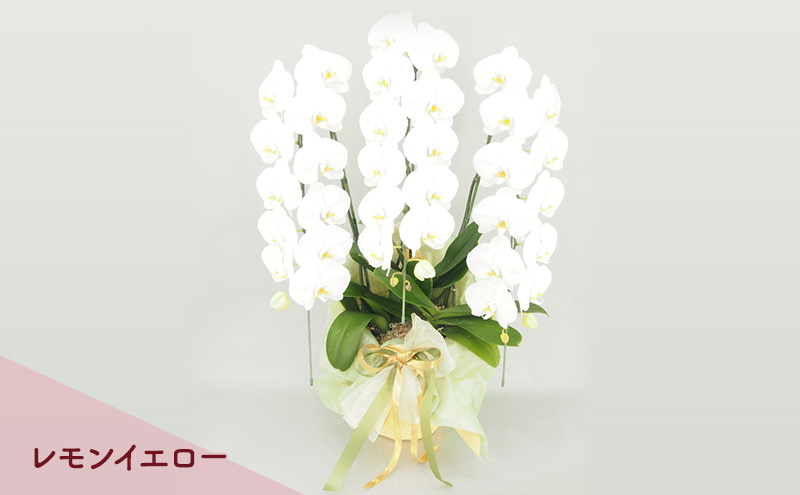 【こだわり豪華ラッピング】赤平長持ち胡蝶蘭白花大輪3本立て (36輪以上) レモンイエロー 胡蝶蘭 花 ギフト プレゼント お祝い 贈り物  インテリア 植物
