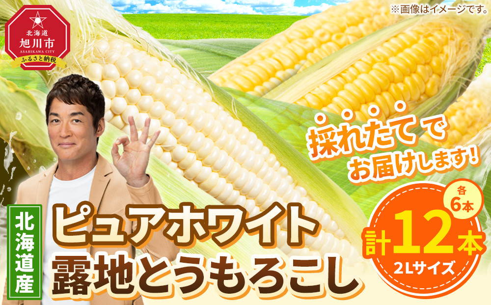 【26年先行予約】北海道産ピュアホワイト・露地とうもろこし　計12本 2026年8月中旬から発送開始予定 【 白いとうもろこし 人気 北海道産 糖度 生 野菜 スイートコーン 産地直送 バーベキュー BBQ コーン 旬 お取り寄せ 旭川市 北海道 】_00113