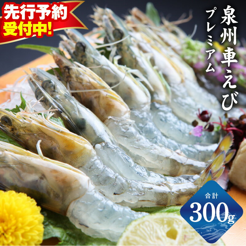 【ふるさと納税】【先行予約】 泉州車えび プレミアム 合計 300g 生食 えび 車海老 鮮度抜群 プリプリ 広がる旨み 養殖 生 海老 お造り 刺身 お寿司 丼 エビフライ 天ぷら 塩焼き 冷凍 産地直送 海鮮 魚介類 おかず おつまみ お取り寄せグルメ 大阪府 泉佐野市 送料無料
