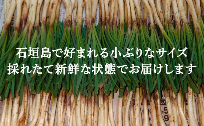 ≪2026年2月下旬～5月下旬発送≫採れたて島らっきょう 500g 【 沖縄県 石垣市 野菜 らっきょう 島らっきょう おつまみ 採れたて 料理 漬物 天ぷら おかぴ農園 産地直送 】OK-01 50