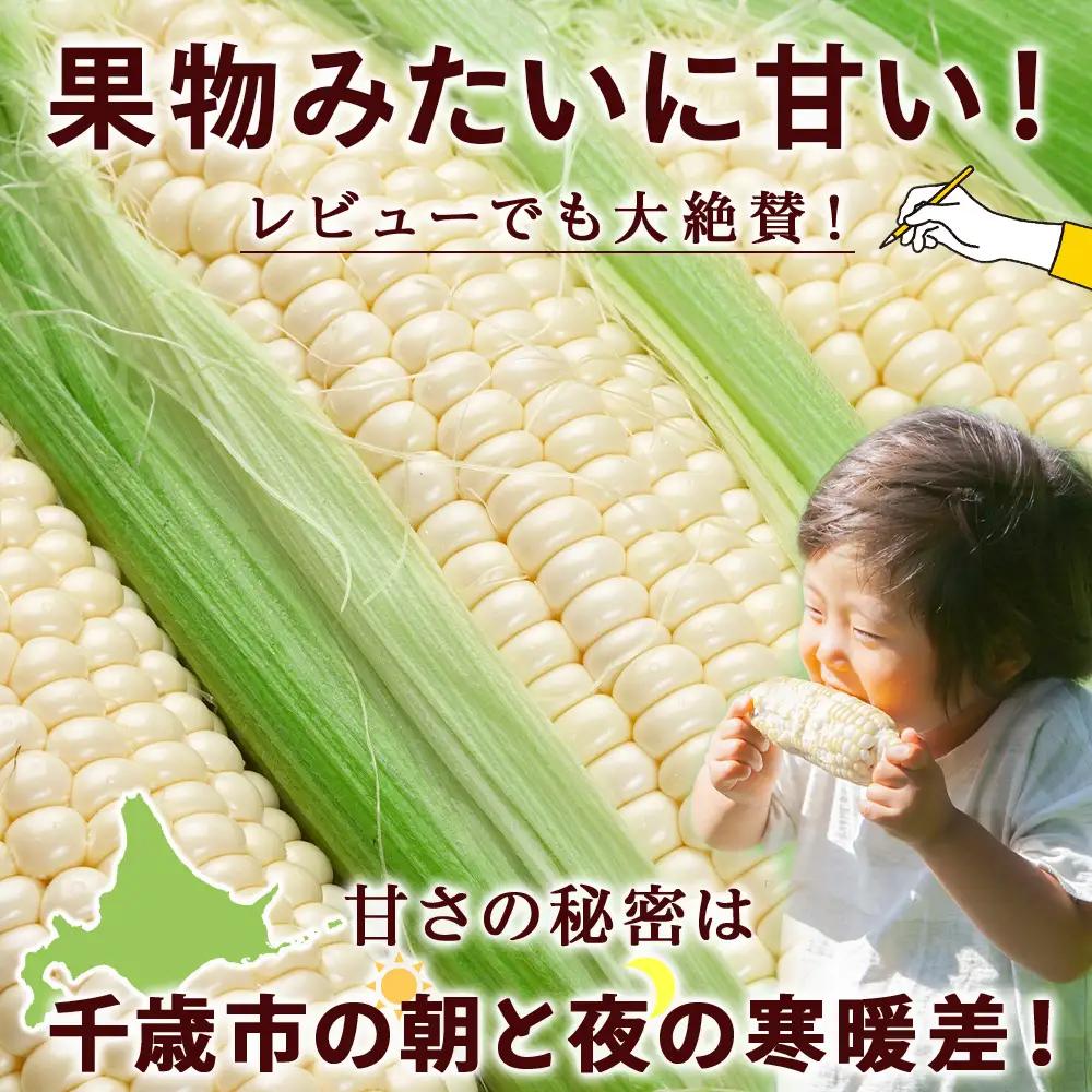 2026年夏発送 白いとうもろこし ピュアホワイト L～2L 13本