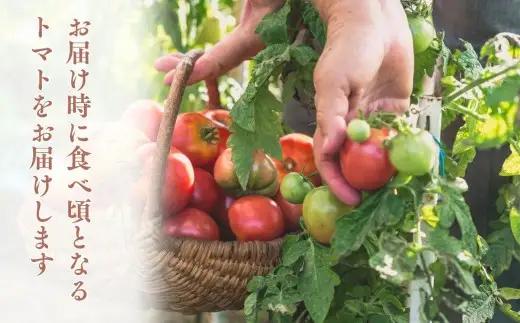 【10月発送】青森県産 桃太郎 トマト 約4kg 20玉前後 大玉 tomato 新鮮 野菜 旬 甘い 完熟 ジュース 産地直送 農家直送 [fu-0022-002-10]