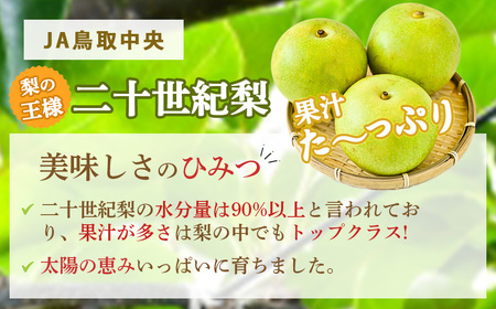 【倉吉産】二十世紀梨 3kg（JA鳥取中央） 二十世紀梨 梨