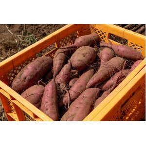 ねっとり甘い熟成蜜焼き芋 1kg【配送不可地域：離島・沖縄県】【1618097】