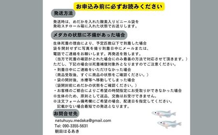 レーヴめだか　(2ペア)　めだか メダカ 魚 レーヴ 山梨 都留市