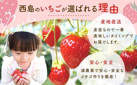 【先行予約】高知県南国市産／いちご（2025年1月～発送）【苺 フルーツ いちご くだもの いちご デザート いちご 高評価 いちご 厳選 いちご 高級 いちご ギフト いちご 贈り物 いちご 人気 