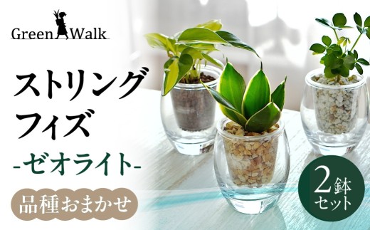 観葉植物 フィズ ストリング ゼオライト植え 2鉢セット インテリア 緑 グリーン 簡単 初心者 かわいい 自然 おしゃれ Green Walk 観葉植物 フィズ 観葉植物 フィズ 観葉植物 フィズ 観葉植物 フィズ 観葉植物 フィズ 観葉植物 フィズ 観葉植物 フィズ 観葉植物 フィズ 観葉植物 2鉢セット 観葉植物 2鉢セット 観葉植物 豊橋 観葉植物 豊橋 観葉植物 2鉢セット