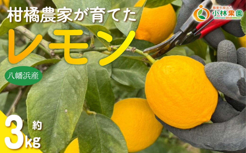 
                  【先行受付】愛媛県八幡浜市産 柑橘農家が育てたレモン 約3キロ【C24-40】 YWTAD031
                