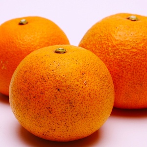 ［先行予約］家庭用 はっさく10kg+250g（傷み補償分）【八朔みかん】【訳あり・わけあり】［IKE30］