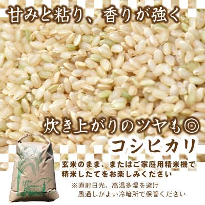 ふるさと納税 ひたちなか市 【先行予約・9月以降順次発送】新米　令和7年　ひたちなか市産　コシヒカリ(玄米)10kg×1袋 |  | 01