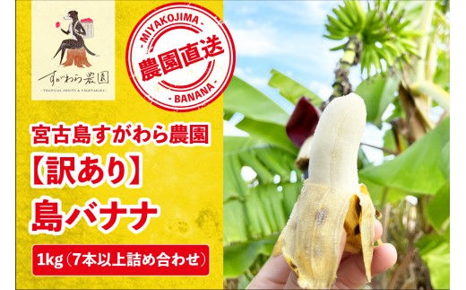 宮古島すがわら農園 【訳あり】 島バナナ 1kg（FR011）