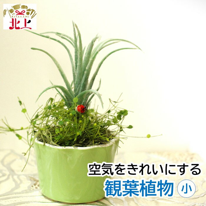 【ふるさと納税】空気をきれいにするアートフラワー 観葉植物 (小) 空気清浄 水やり不要 インテリア 小物 置物 受付 リビング 寝室 贈り物 プレゼント あとりえヒロ 岩手県 北上市