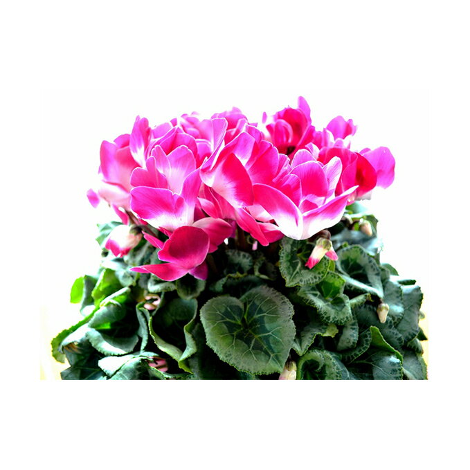 【ふるさと納税】 【先行予約】 花 シクラメン 鉢植え 複色系 6号 高級感 溢れる プルマージュ 冬 季節 ガーデン ガーデニング 庭 贈答 プレゼント ギフト 植物 2025年12月初旬より発送開始 オンライン決済限定
