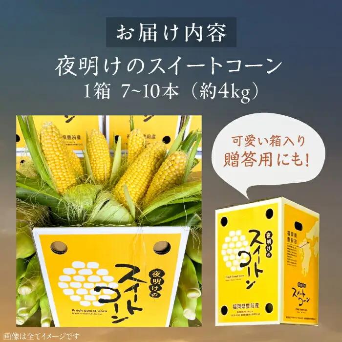 【先行予約】夜明けのスイートコーン 4kg×1箱 7-10本 [VCO001] コーン とうもろこし