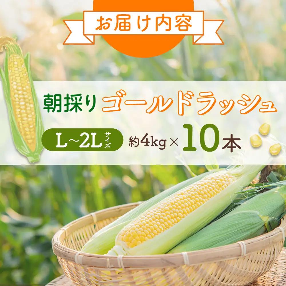 【先行予約】朝採り とうもろこし ゴールドラッシュ 4kg (L～2Lサイズ×10本) (2026年8月中旬発送) | とうもろこし 北海道産 _03902