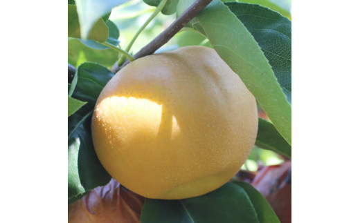 【長野県産】果汁たっぷりで甘～い梨（南水）約10kg 秀品 ＜2026年9月中旬から発送＞ 信州 南信州 高森町 産地直送 果物 くだもの なし ナシ 和梨 旬 旬の果物 旬の梨 なんすい 山下屋荘介