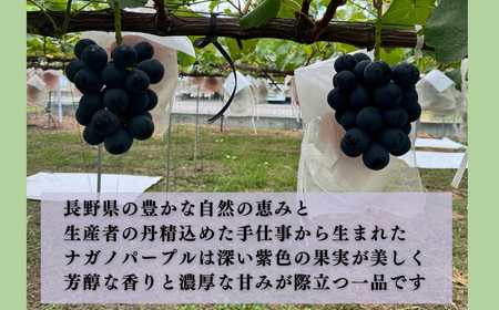 【2026年先行予約】ナガノパープル  氷温保存900g以上（2房）｜ナガノパープル