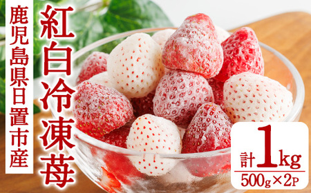 No.646-C 冷凍紅白いちご(約500g×2袋・計約1kg) 国産 鹿児島 日置市 加工品 苺 イチゴ いちご 冷凍 果物 くだもの フルーツ 小粒 冷凍果実 アイス スムージー シロップ ジャム 冷凍フルーツ 数量限定 【ままりあ農園】