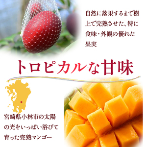 【先行予約！マンゴー定期便・全２回】小林市産「完熟マンゴー」コース(４月、６月）
