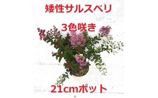 
            緑の力で地球を元気に!＜矮性サルスベリ・3色咲＞赤・白・紫を1鉢でお楽しみいただけます
          